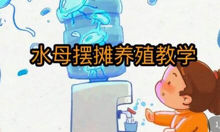 水母摆摊教学，包括摆摊技术、养殖技术、拿货渠道、抖音运营等-虫2小屋